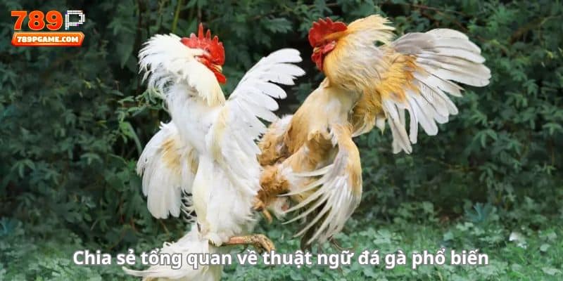 Chia sẻ tổng quan về thuật ngữ đá gà phổ biến 