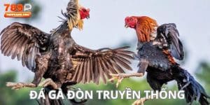 đá gà đòn truyền thống