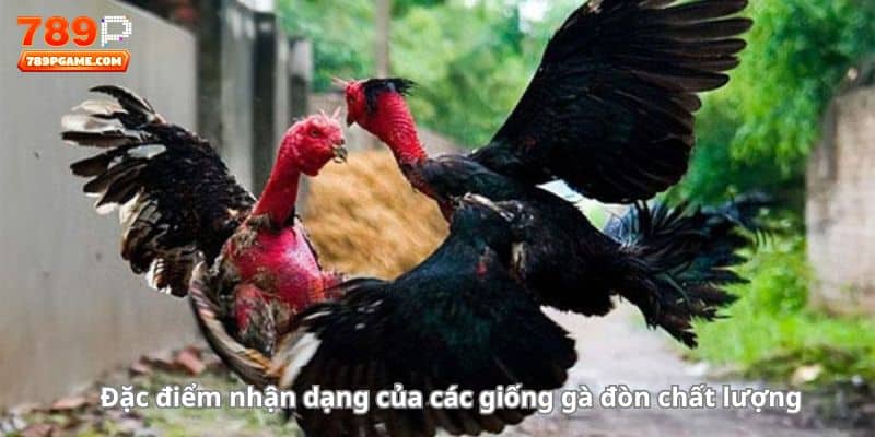 Đặc điểm nhận dạng của các giống gà đòn chất lượng 