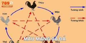 màu mạng gà đá
