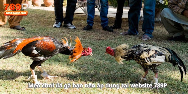 Mẹo chơi đá gà bạn nên áp dụng tại website 789P