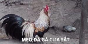 mẹo đá gà cựa sắt