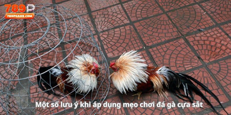 Một số lưu ý khi áp dụng mẹo chơi đá gà cựa sắt