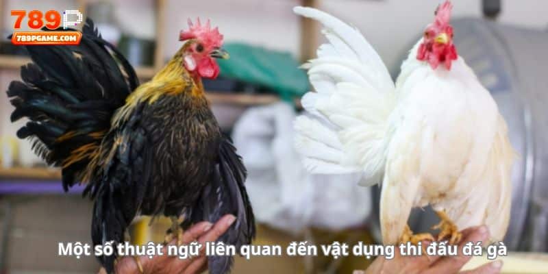 Một số thuật ngữ liên quan đến vật dụng thi đấu đá gà 