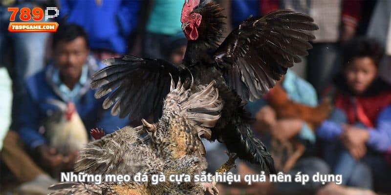 Những mẹo đá gà cựa sắt hiệu quả nên áp dụng