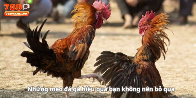 Những mẹo đá gà hiệu quả bạn không nên bỏ qua