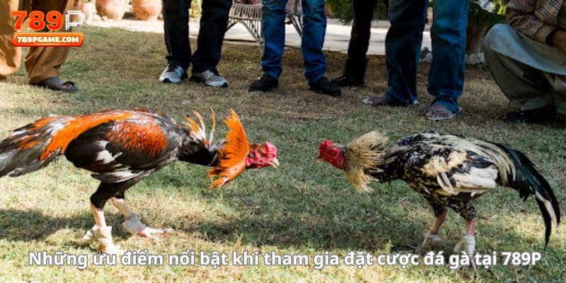 Những ưu điểm nổi bật khi tham gia đặt cược đá gà tại 789P
