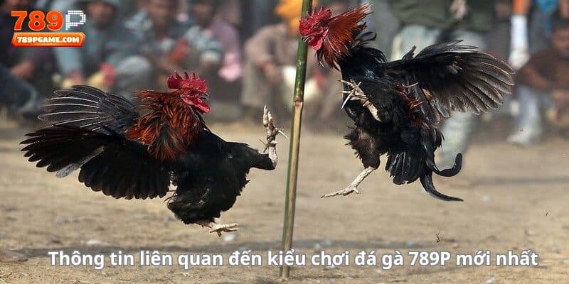 Thông tin liên quan đến kiểu chơi đá gà 789P mới nhất 