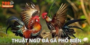 thuật ngữ đá gà phổ biến 