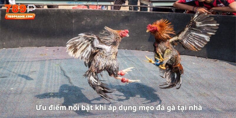 Ưu điểm nổi bật khi áp dụng mẹo đá gà tại nhà